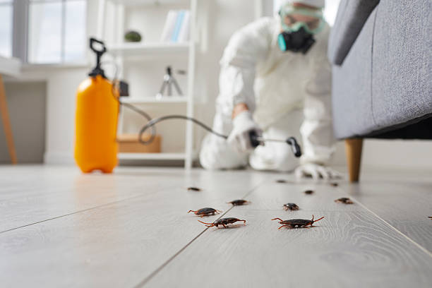 Commercial Kitchen Cockroach Control in Valinda